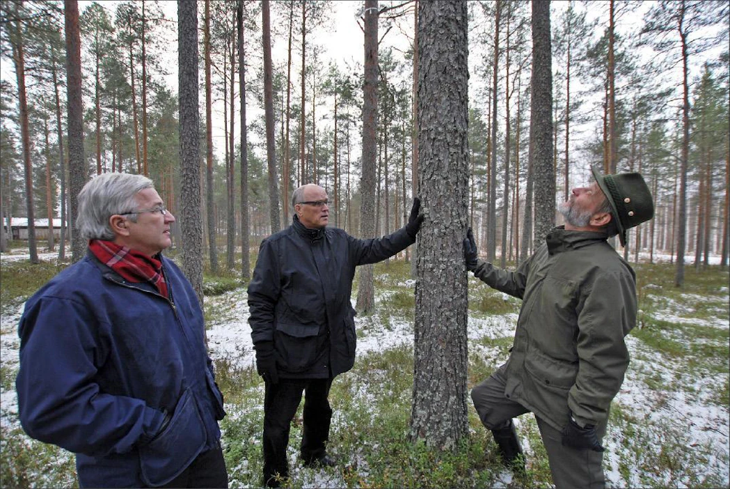 ”Kun tukilta puuttuu laatuhinnoittelu, metsänomistajat keskittyvät monesti kasvattamaan tukin määrää”, toteavat Metlan aluejohtaja, professori Martti Varmola (vas.), erikoistutkija Mikko Hyppönen ja erikoistutkija, dosentti Risto Jalkanen Rovaniemeltä. Kari Lindholm