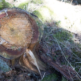 Tutkimuskohteena ollut kuusen tyvilahoa aiheuttava juurikääpä on ärhäkkä taudinaiheuttajasieni.