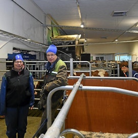  Minna ja Esa Markkula ovat saaneet ensimmäiset lehmät lypsylle lypsykonttiin.