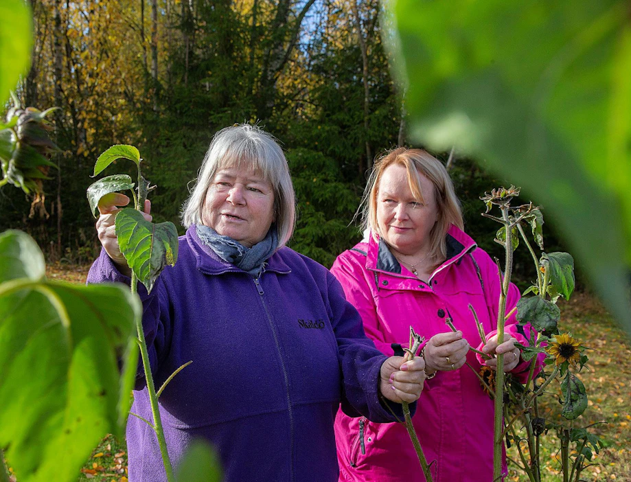 Peurat söivät Märtha Petrellin pihasta auringonkukat, hortensiat ja omenat. Naapurin Raija Koistisen pihaa ympäröi koirille tarkoitettu aita, mutta peurat tulevat ruokailemaan myös hänen tontilleen. >