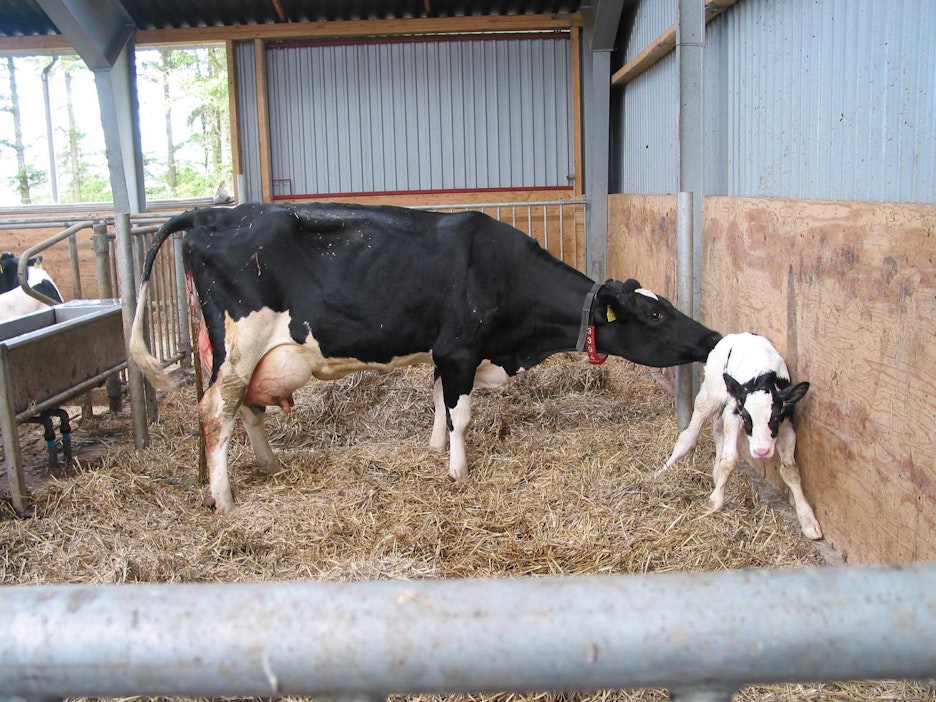 Täysikasvuinen holsteinfriisiläinen lehmä painaa noin 580 kiloa.