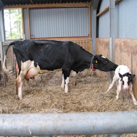 Täysikasvuinen holsteinfriisiläinen lehmä painaa noin 580 kiloa.