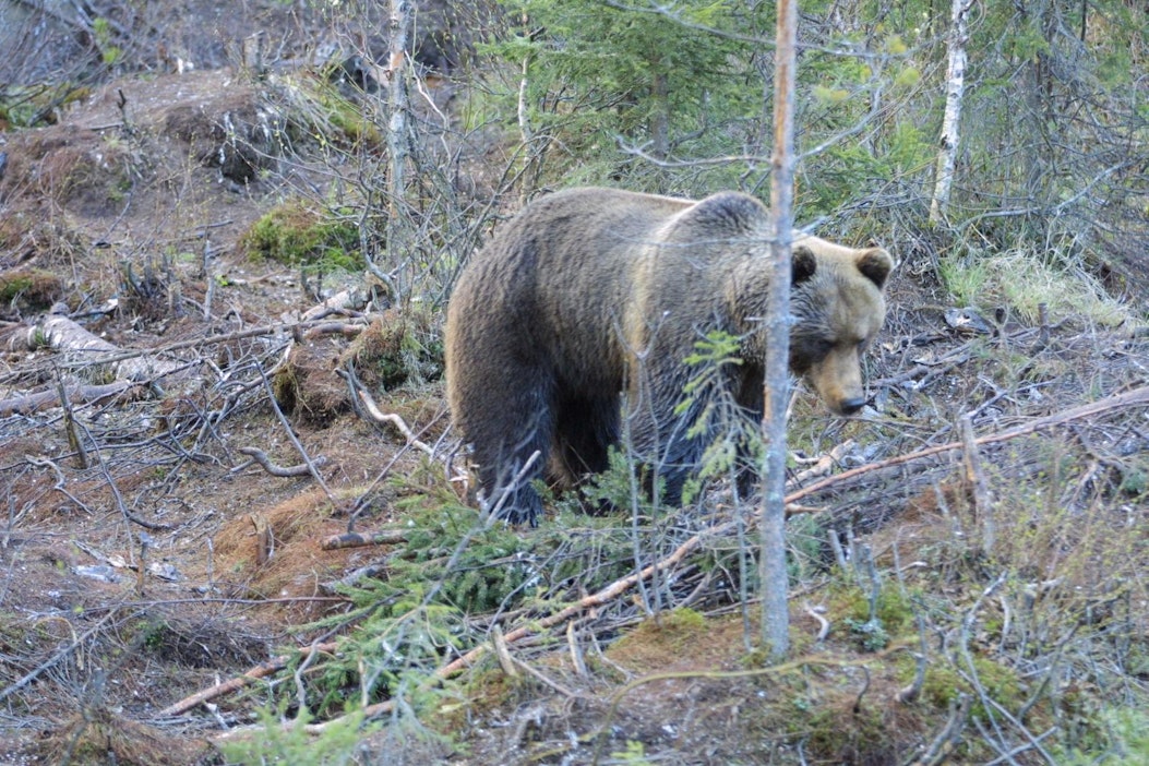 Kyseinen karkotin on Kuusipalon mukaan tarkoitettu erityisesti mehiläispesille.