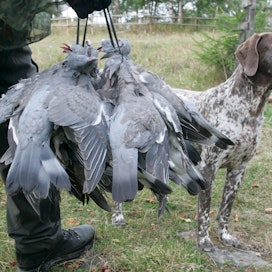 Metsästäjäliitto suosittelee, että kyyhkyjahdissa käytetään noutavaa koiraa.