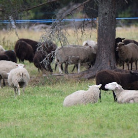 Petoaita suojaa lampaita, sillä se on järeämpi kuin tavallinen aitaus.