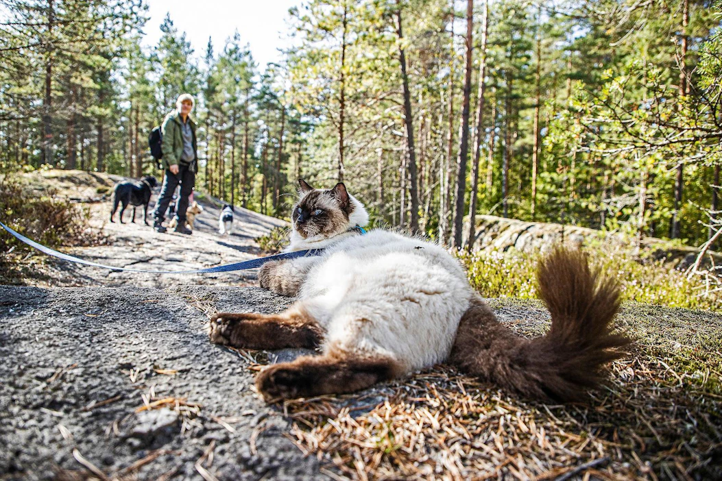 Reissukissa-Pessin motto kuuluu: ”Kun kissa liikkuu, koiratkin liikkuvat.” Tuula-Ojala-Nurmen ja Koirajengin ei auta muu kuin odottaa.