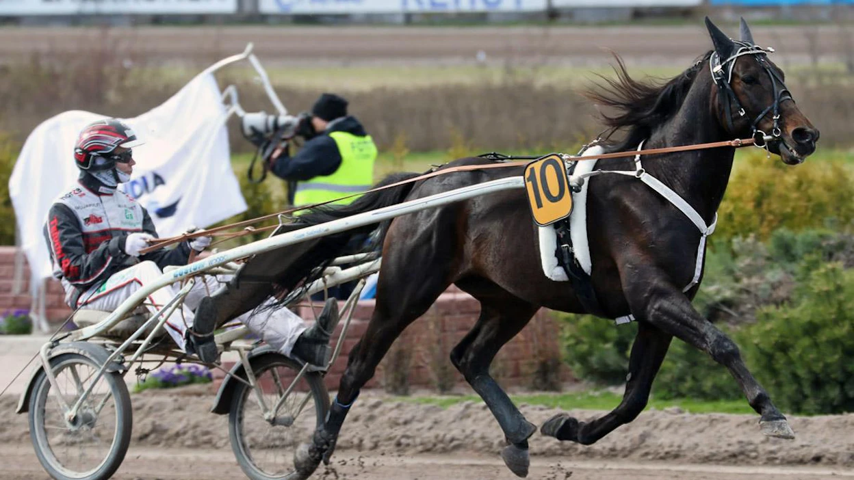 Gallupin oikea vastaus oli viime viikolla tämä hevonen: Makethemark (rattailla kuvassa Vermon Finlandia-ajossa 2018 Mika Forss). Entä onko T75-ravit illalla hyvä idea?