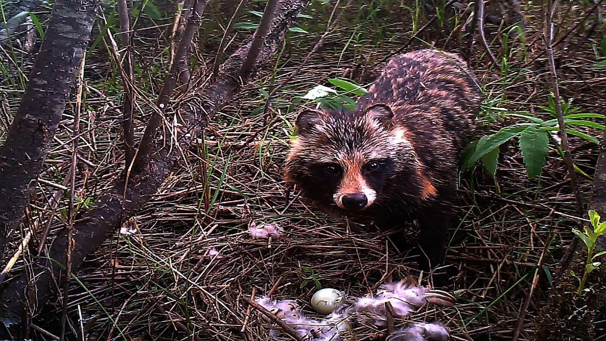 Kuvassa supikoira tuhoaa keinopesää lintuvesien suojeluohjelmaan kuuluvan Kevätön-järven rannalla Siilinjärvellä.