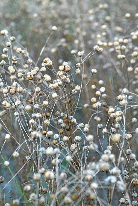 Puintikypsää öljypellavaa.