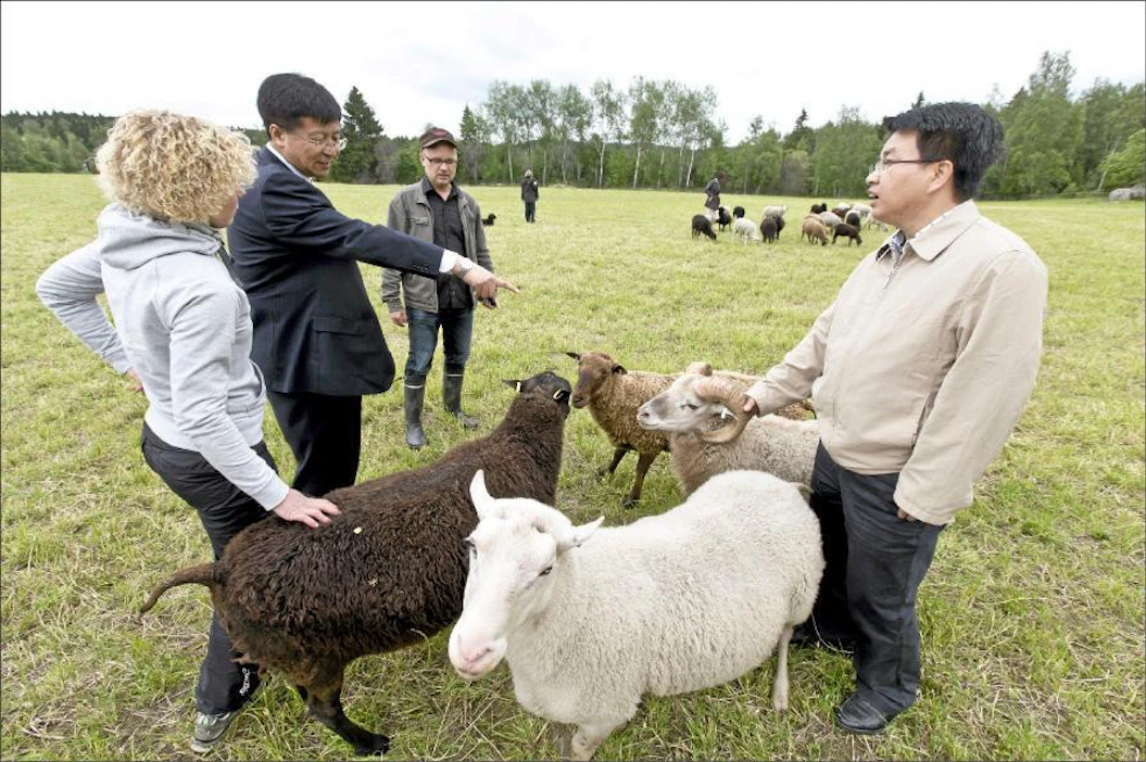 Xinjiangin kotieläintutkimuksen akatemian johtaja Lijian Wang ihastelee kesyjä suomenlampaan ja ahvenanmaanlampaan pässejä Aholaidan tilalla.Vasemmalla Satu Alajoki, oikealla MTT:n tutkija Menghua Li, taustalla Juha Kantanen. Rami Marjamäki