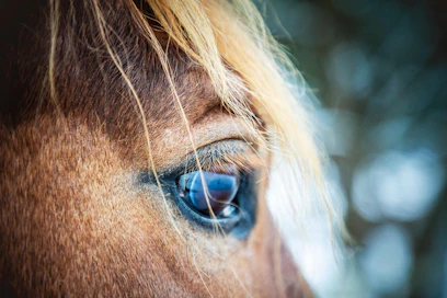 Länsi-Uudenmaan käräjäoikeus totesi kesäkuussa, ettei Hippoksella ollut oikeutta langettaa kasvattajille sakkoja, eikä muuttaa niin sanottuja etätunnistettuja hevosia FIU-rekisterin alle.