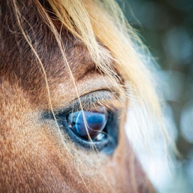 Länsi-Uudenmaan käräjäoikeus totesi kesäkuussa, ettei Hippoksella ollut oikeutta langettaa kasvattajille sakkoja, eikä muuttaa niin sanottuja etätunnistettuja hevosia FIU-rekisterin alle.