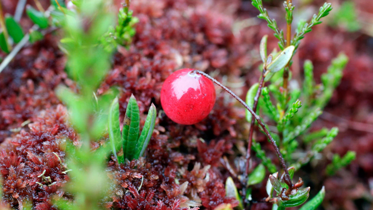 Karpalo kuuluu puolukan, mustikan ja juolukan kanssa kanervakasveihin.