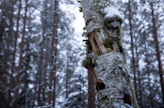 Säästöpuita ryhdyttiin jättämään metsiin 1990-luvun puolivälissä.