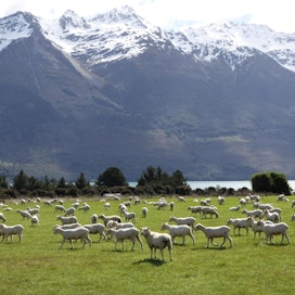 Laiduntavia lampaita Uuden-Seelannin Eteläsaarella.
