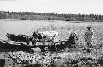 Karjankuljetusta hilaveneellä Taipalsaaren Orjainlahdella, kuvattu Paimenmajalla-elokuvaan.