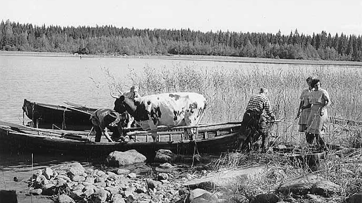 Karjankuljetusta hilaveneellä Taipalsaaren Orjainlahdella, kuvattu Paimenmajalla-elokuvaan.