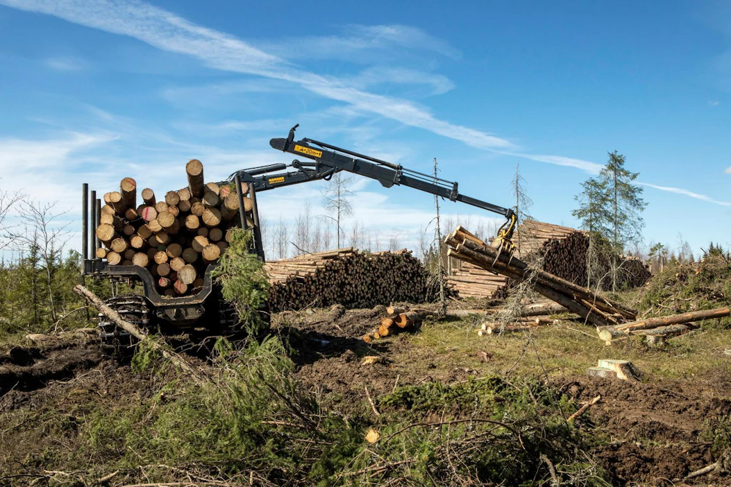 Lintujen pesimäkaudella puunkorjuu keskittyy kuiviin kangasmetsiin, missä lintuja on vähiten.