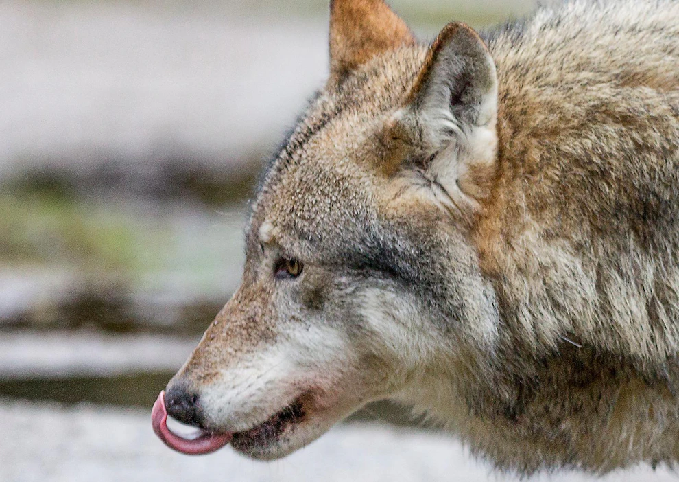Lännessä on isoja ja vahvoja perhelaumoja. Yksi syy tähän ovat vahvat valkohäntäpeura- ja metsäkauriskannat.