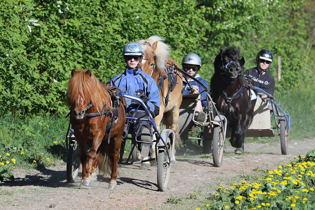 Pomona viimeisellä kotilenkillä ennen Solvallan-reissua. Sparraajina Emil Havulehdon ajama Kattedals Loke ja Kalle Väreen ajama Kaunisrannan Harry Potter.