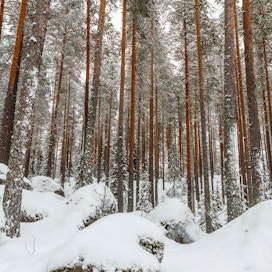 Mäntytukin hakkuita voitaisiin metsäkeskuksen mukaan lisätä vuosittain Etelä-Savossa ja Pohjois-Karjalassa yhteensä miljoona kuutiometriä verrattuna vuosiin 2010–2014.