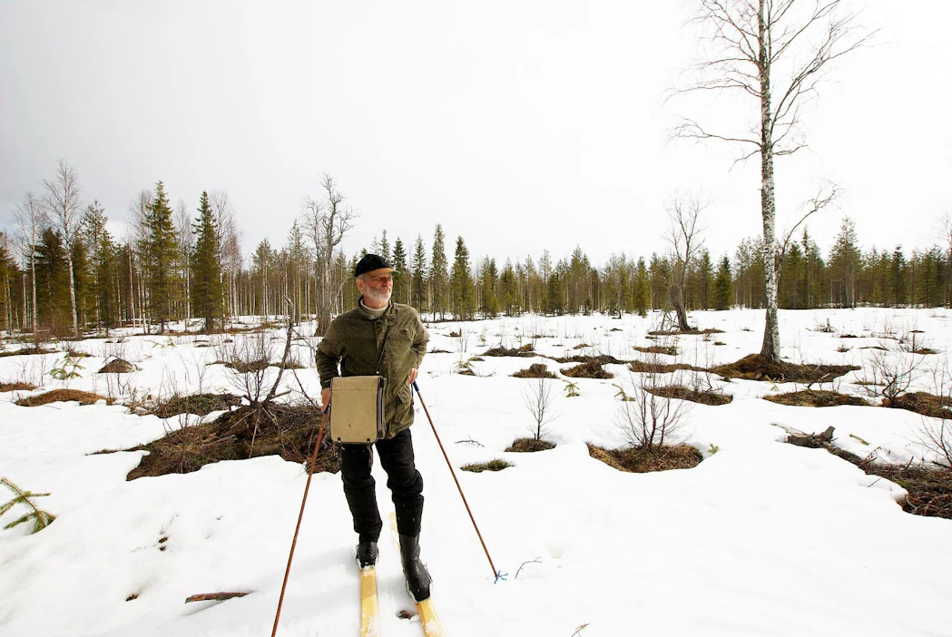 ”Vaikka toukokuu alkaa olla lopuillaan, Lapissa lämpösummaa ei ole kertynyt lainkaan. Kylmyys heikentää metsän kasvua tänä vuonna”, metsäntutkija Risto Jalkanen Rovaniemeltä sanoo.
