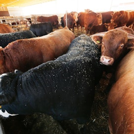 Liharotujen yleistyminen ja käyttö myös lypsyrotujen siemennyksissä on nostanut teuraspainoja, mikä lisää osaltaan kotimaisen naudanlihan tuotantoa.