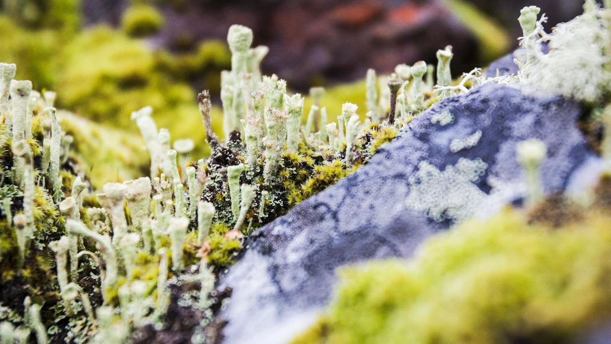 Metsähallitus kehottaa olemaan nopea, sillä aiemmin myydyt kansallispuistojen vanhat reittiviitat ovat menneet kuin kuumille kiville.