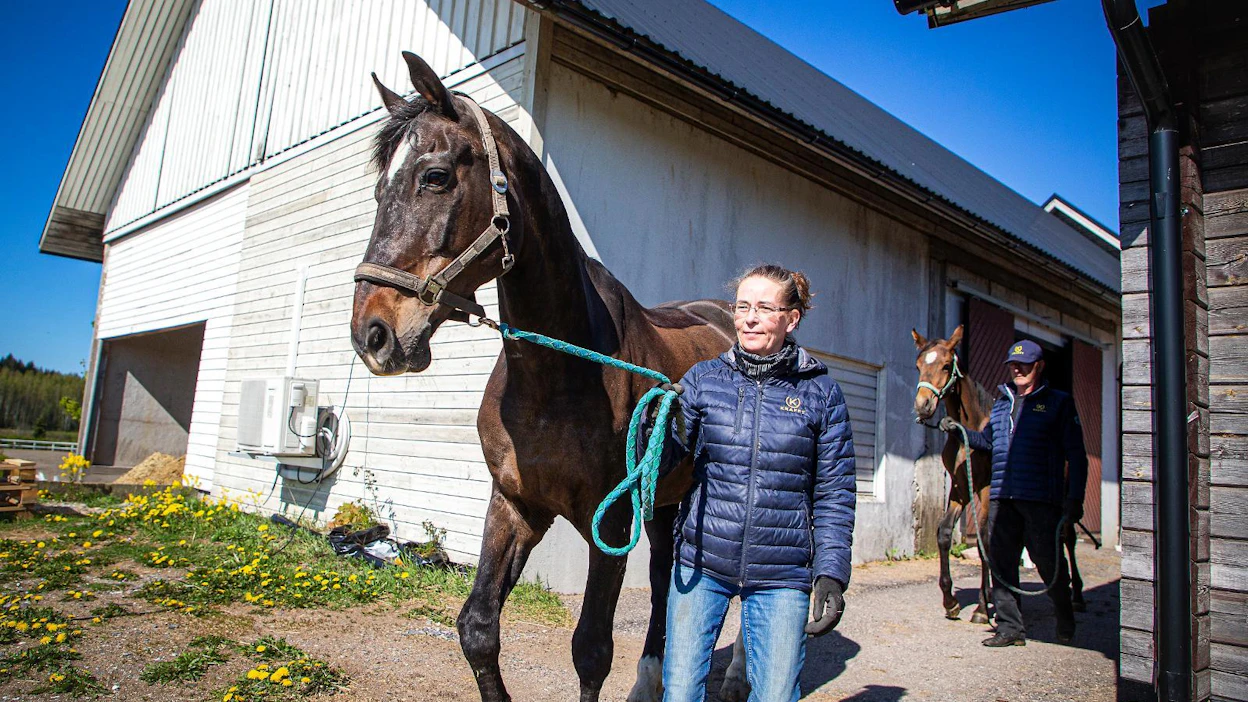 Annu Meller vie tarhaan 23-vuotiasta Antti-ruunaa (Andiemus) ja Pasi 1-vuotiasta Latea, jonka virallinen nimi on KOM Last One. Late on pariskunnan kolmannen polven kasvatti.