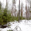 Jatkuvan kasvatuksen metsästä on tukit poimintahakattu pois.