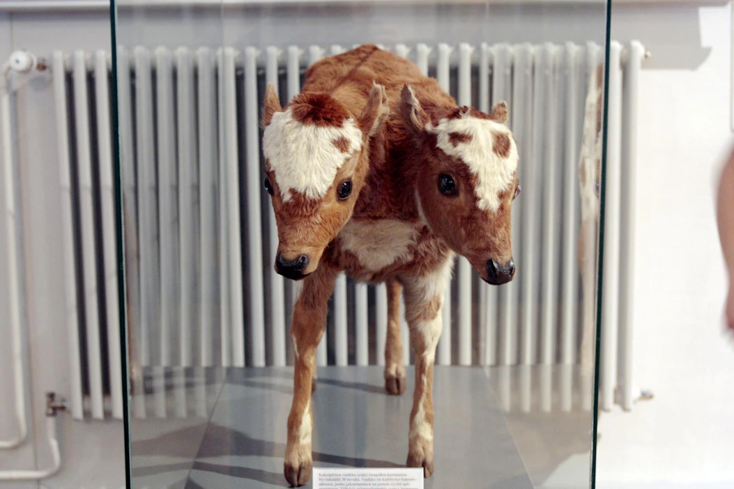 Suomen tunnetuin kaksipäinen vasikka löytyy täytettynä Helsingin luonnontieteellisestä museosta. Kuva ei liity jutun tapahtumaan.
