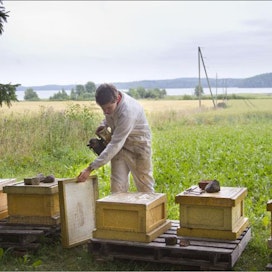 Valosen hunajatila on yksi lähiruokapyöräilyn tutustumiskohteista. Pekka Valonen auttaa vanhempiaan  satokauden töissä. Taustalla häämöttää Vesijärven Lahdenpohja.