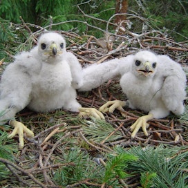 Kuvassa kanahaukan poikaset, laji luokitellaan silmälläpidettäväksi.