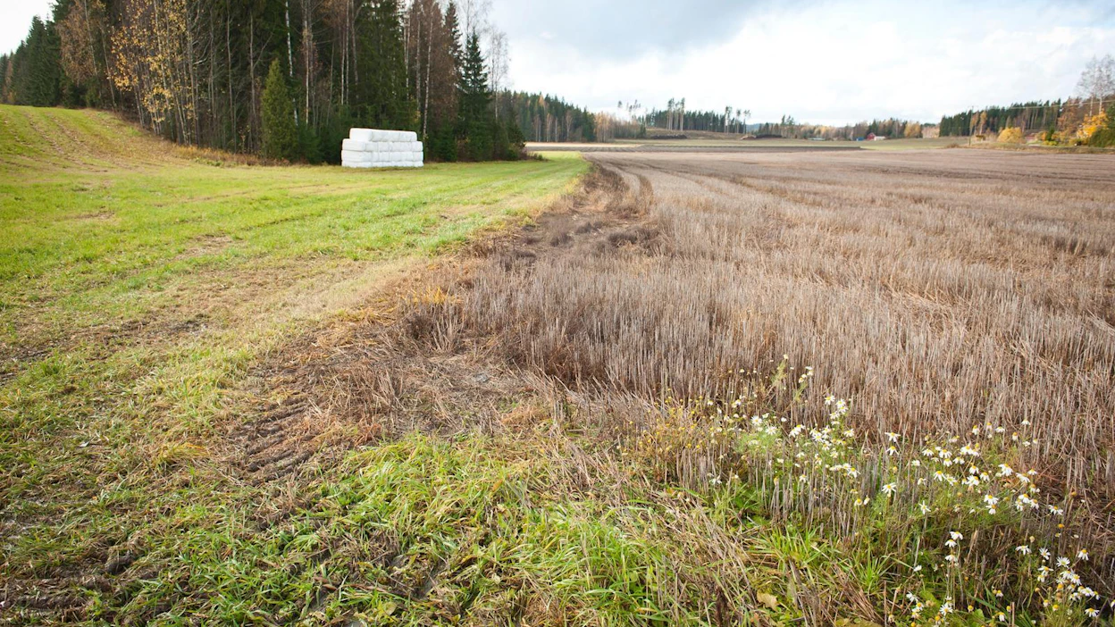 Talviaikainen kasvipeitteisyys -toimenpiteeseen sitoutuneen viljelijän pitää ilmoittaa joka vuosi tilan aidosti kasvipeitteiset ja kevytmuokatut lohkot.
