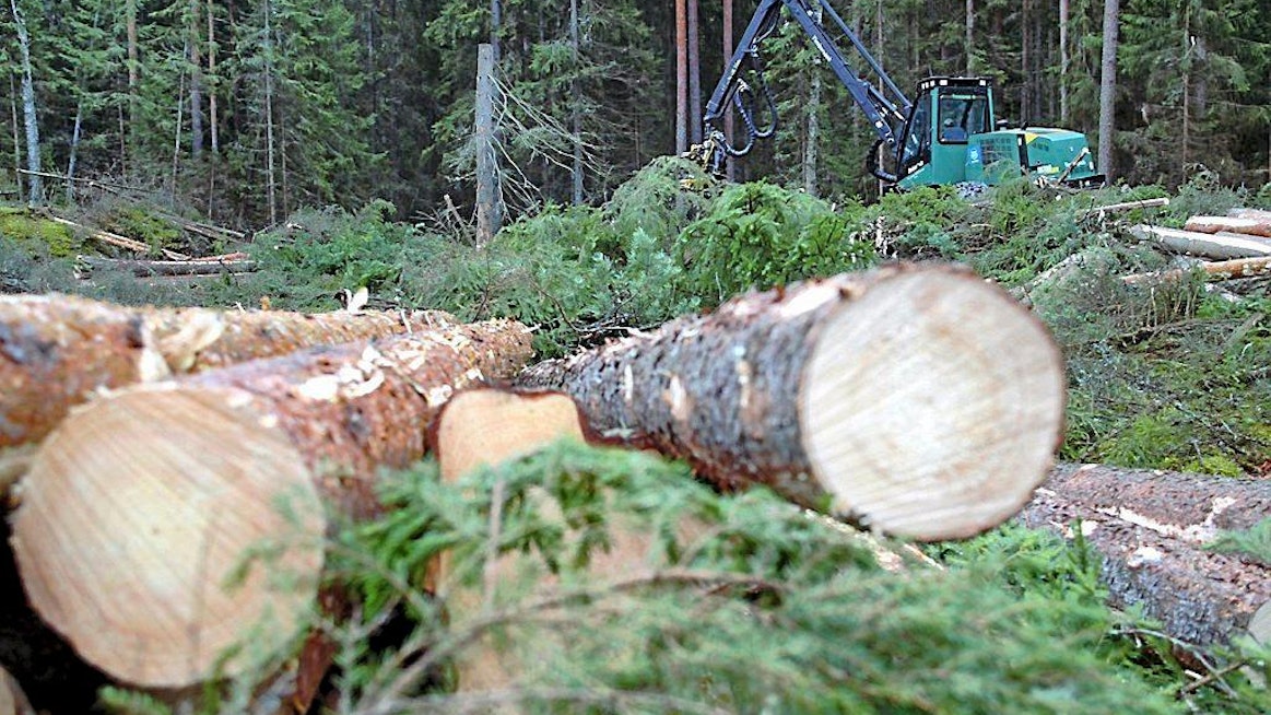 Tampereen Viinikan musiikkiluokan 8 F:n metsäpäivän aikana oppilaat tutustuvat Teiskossa mm. metsäammatteihin ja soutavat kirkkoveneellä. Hakkuukone kuusikon avohakkuutyömaalla.