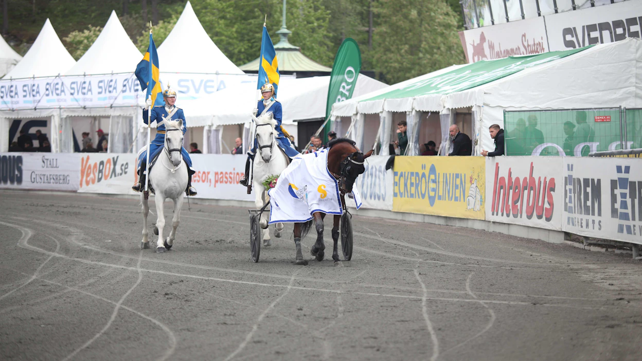 "Du gamla, du fria!" Sweden Cup -voittaja Queer Fish Elitloppet-lauantaina matkaamassa katkarapuleipää mussuttavan vippikatsomon editse tallialueelle.
