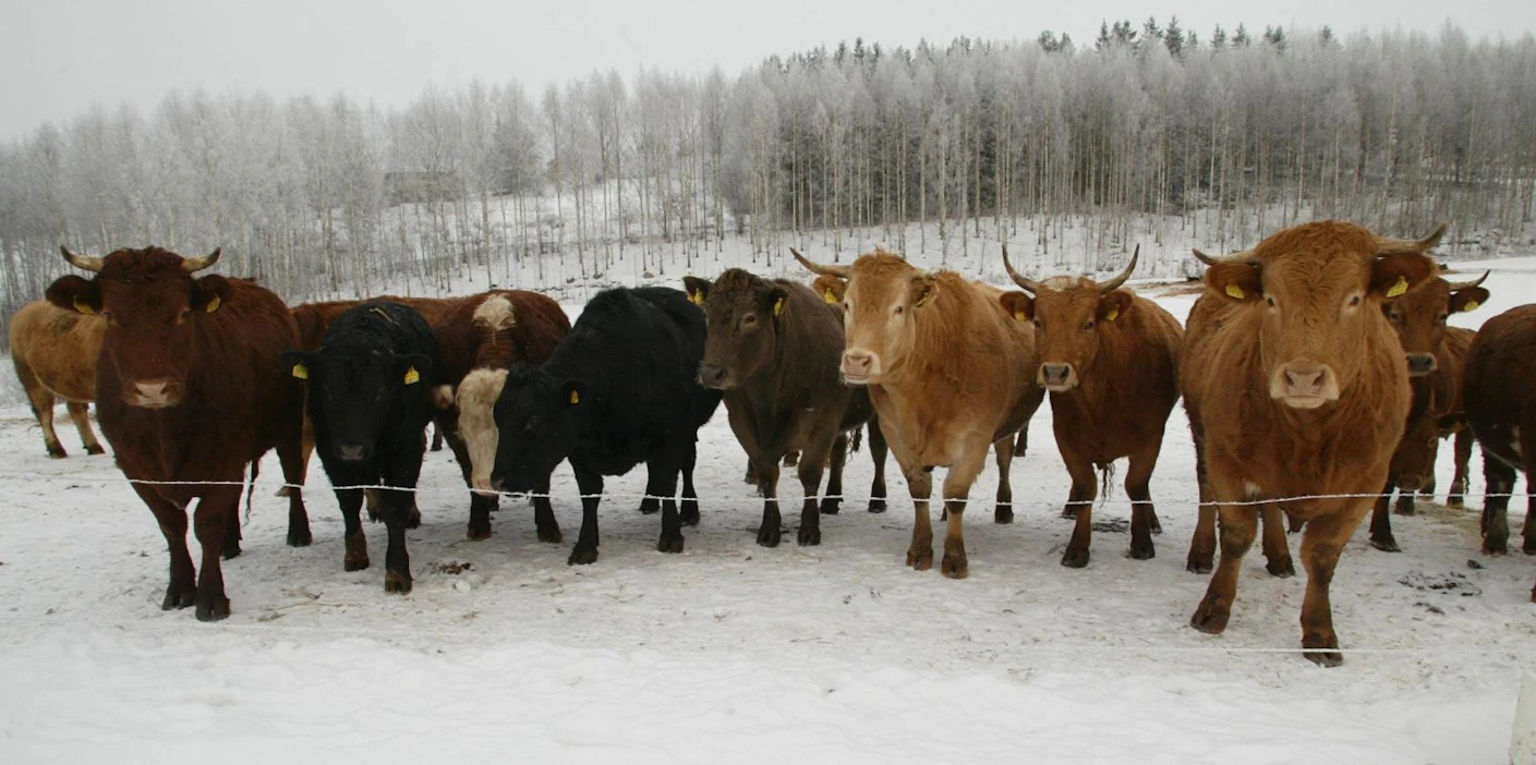 Karjatalous aiheuttaa ravinnepäästöjä, mutta toisaalta laiduntaminen edistää luonnon monimuotoisuutta, eikä nurmille ole muuta järkevää käyttöä.