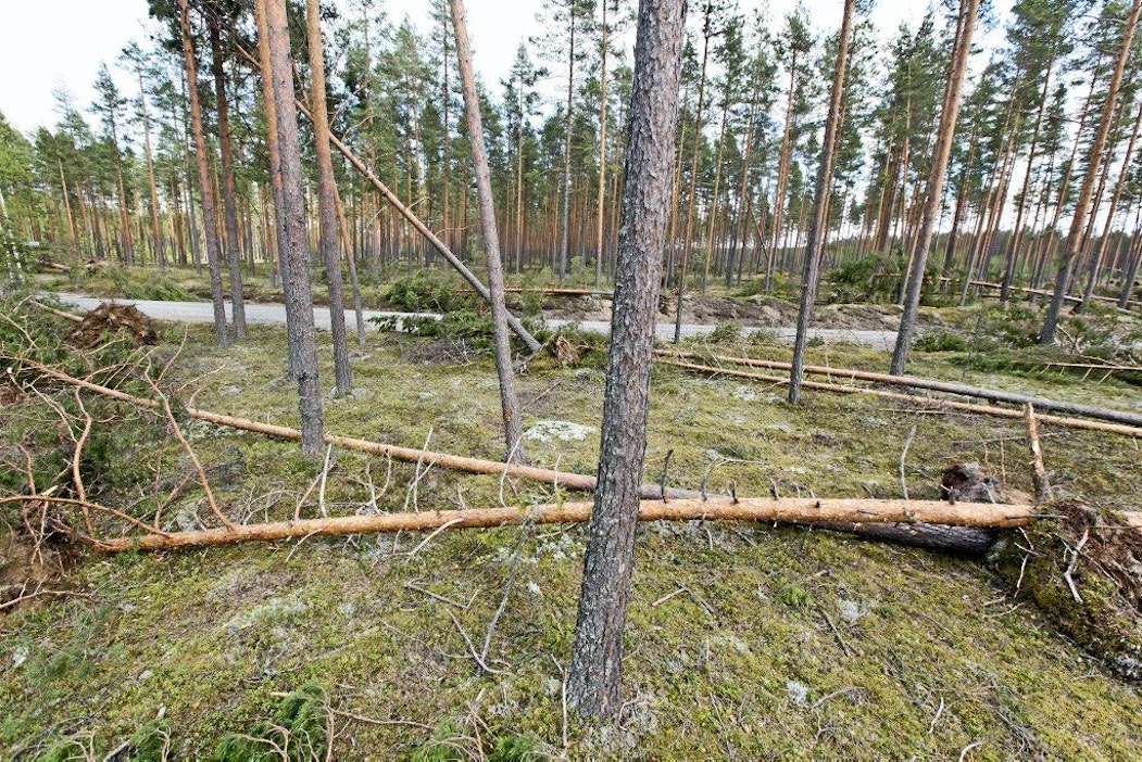 Voimakkaat tuulet saattavat kaataa puita.