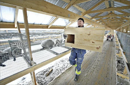 Penikointikopit asetellaan paikoilleen ensikeväisiä penikoita silmällä pitäen. Petri Lammi on Pulleinkankaan tarhan palkkalistoilla. Esko Keski-Vähälä