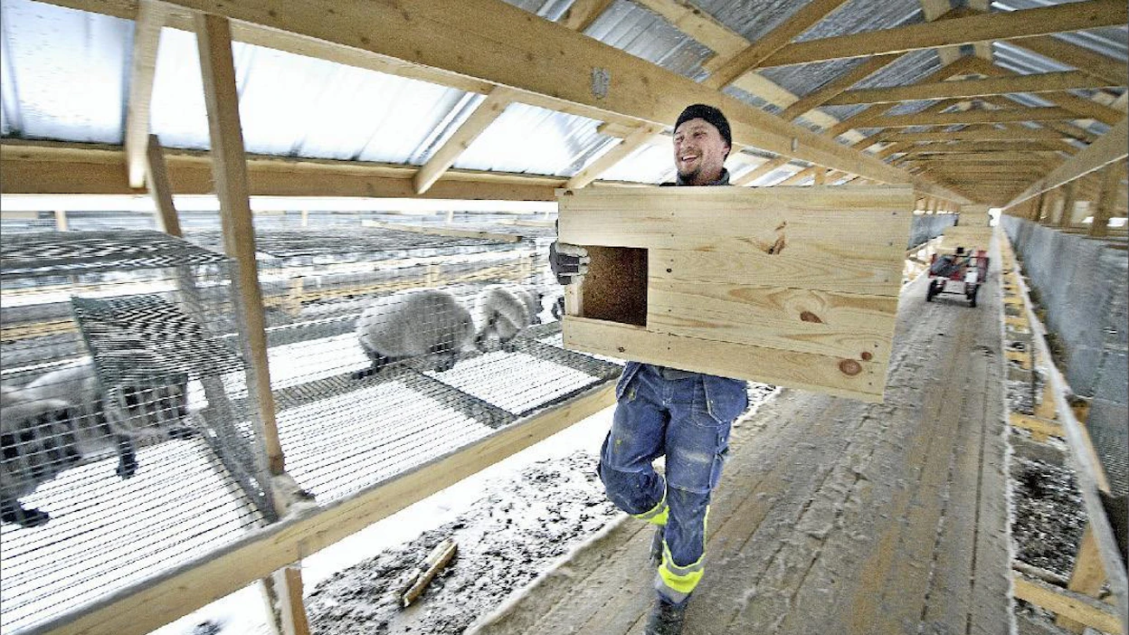 Penikointikopit asetellaan paikoilleen ensikeväisiä penikoita silmällä pitäen. Petri Lammi on Pulleinkankaan tarhan palkkalistoilla. Esko Keski-Vähälä