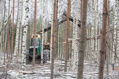Nuoren metsän hoidon tukihaku avautuu pitkän hakukiellon jälkeen ensi torstaina.