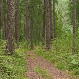 Metsätilan luontoarvot, virkistys ja maisema ovat puuntuotannon ohella tärkeitä monitavoitteisille metsänomistajille.