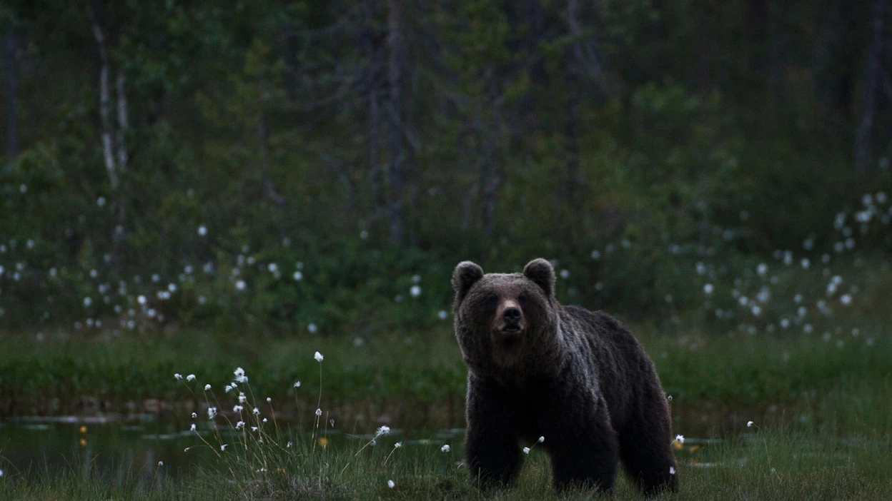 Turvallisuus- ja kemikaalivirasto huomauttaa, että ravintohoukuttimen käyttö muodostaa pienille alueille suuren petokeskittymän.