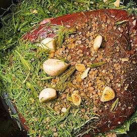 Kuusenkerkkiä käytetään paistin maustamiseen reilusti.