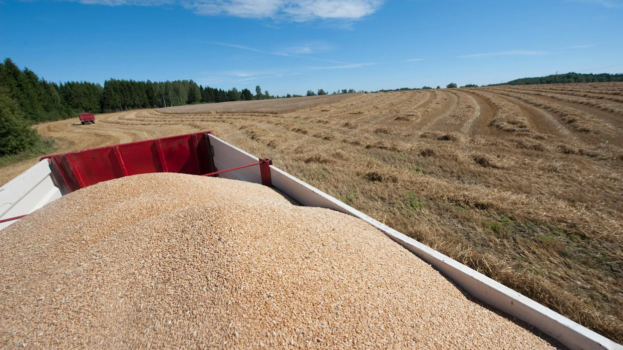 B-vitamiinit, liukoinen ja liukenematon kuitu, proteiinit, rasvat, kivennäis- ja hivenaineet sekä erilaiset bioaktiiviset ja antioksidatiiviset yhdisteet tekevät yhdessä viljan jyvästä ravitsemuksellisen terveyspommin.