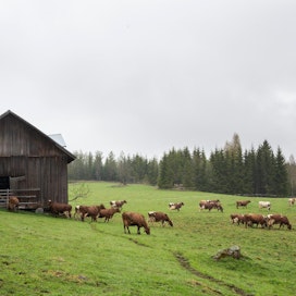 Kuluttajat näkevät mielellään lehmiä laitumella, mikä kasvattaa tilojen painetta ryhtyä laiduntamaan isojakin karjoja.