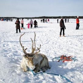 Jouko Kangas uskoo lujasti Lapin eksotiikan ja ravien yhdistämiseen Levin jääravien tapaan Rovaniemen Arctic Horse Racessa.