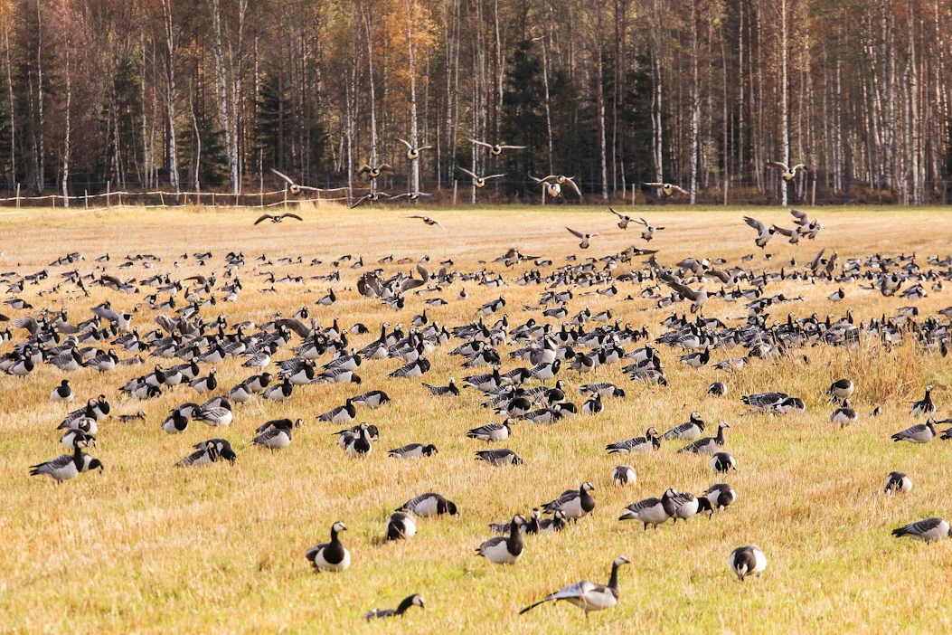 Päätöksiä valkoposkihanhia koskevista poikkeuslupahakemuksista saadaan jo ennen vappua..