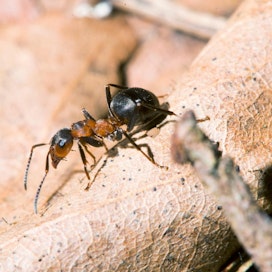 Suomessa elää 60 muurahaislajia, joista vain kaksi on haitallisia. Kuvituskuva.