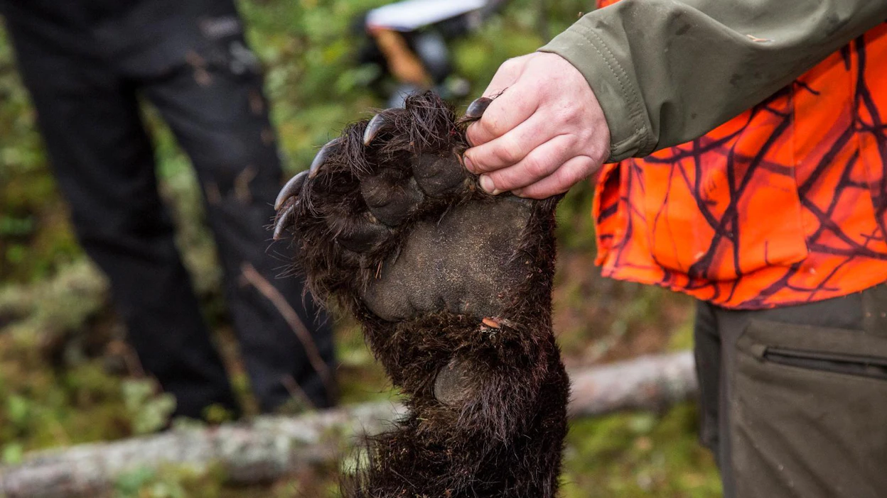 Karhu ei ole uhanalainen ja kanta on riittävän suuri, jotta sitä voidaan säädellä luontodirektiivin sallimalla kannanhoidollisella metsästyksellä, tiedotti maa- ja metsätalousministeriö ennen kauden alkua.
